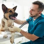 Financing for Veterinary Care