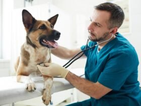 Financing for Veterinary Care